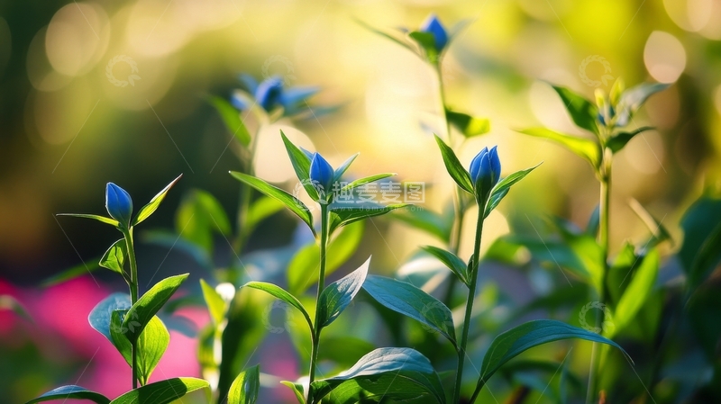 高清大图下载【趣麦麦图】晨光中的蓝色花蕾