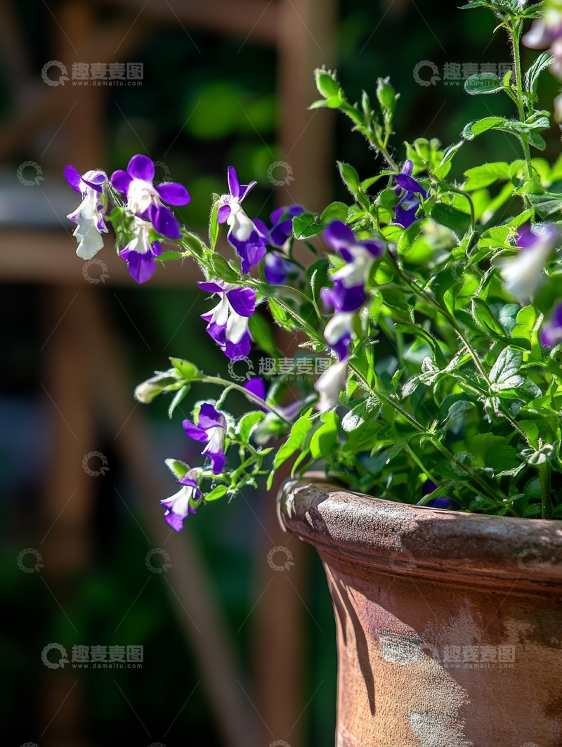 高清大图下载【趣麦麦图】紫色花朵在陶盆中绽放
