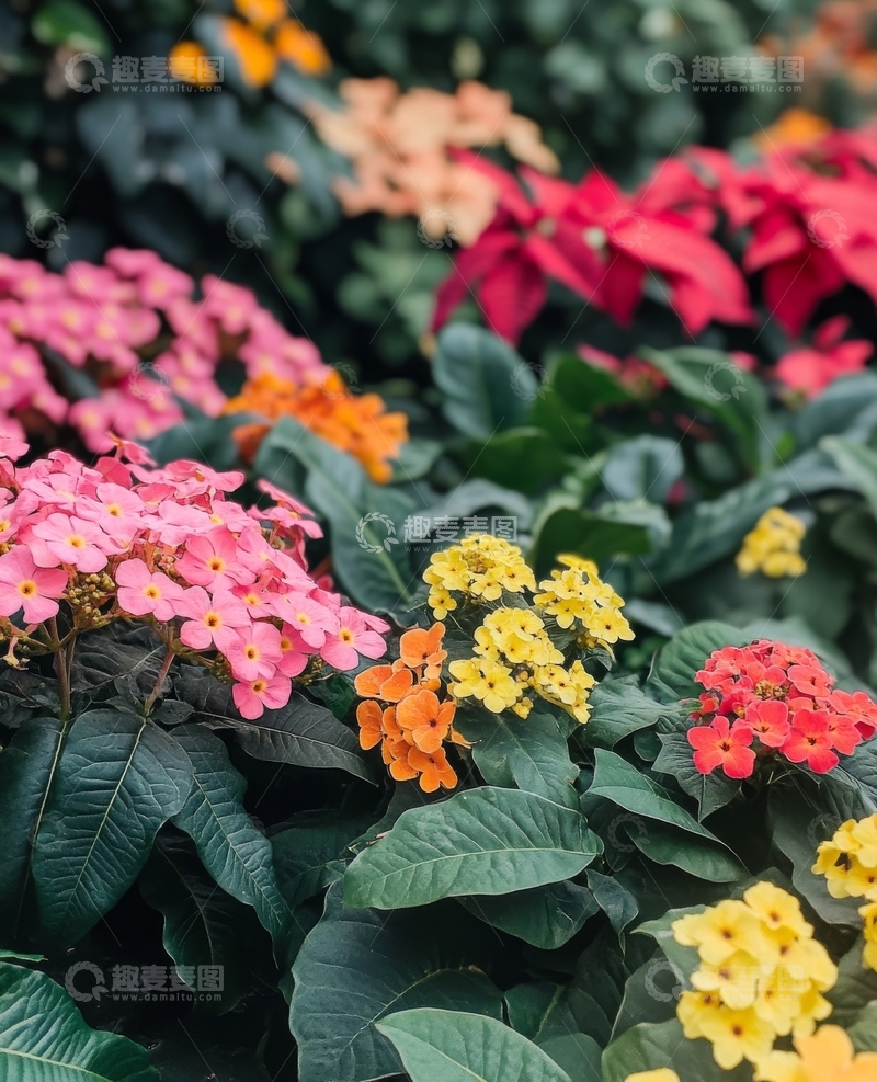 高清大图下载【趣麦麦图】多彩花卉绽放，绿叶衬托生机