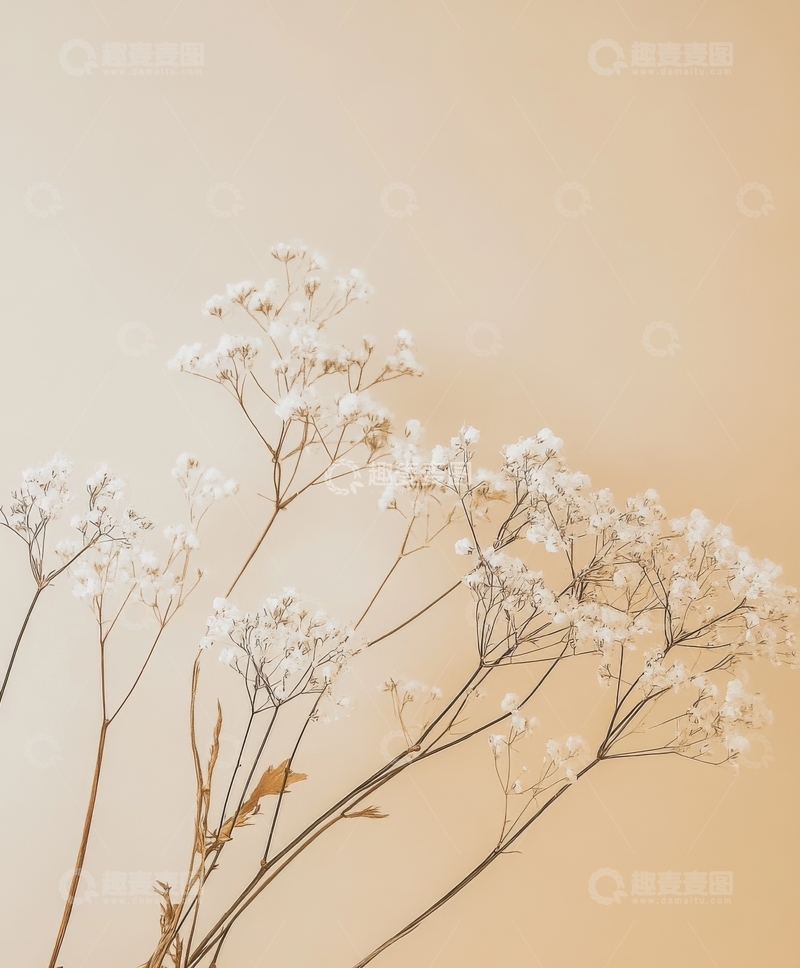 高清大图下载【趣麦麦图】淡雅白色小花枝条