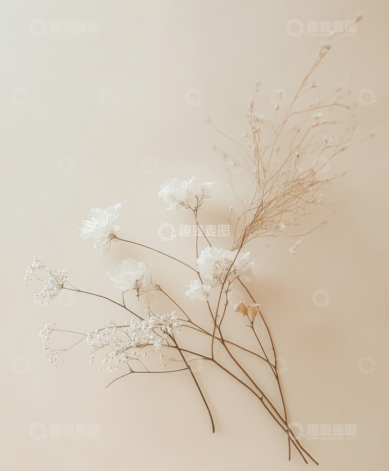 高清大图下载【趣麦麦图】干花枝条的静谧之美