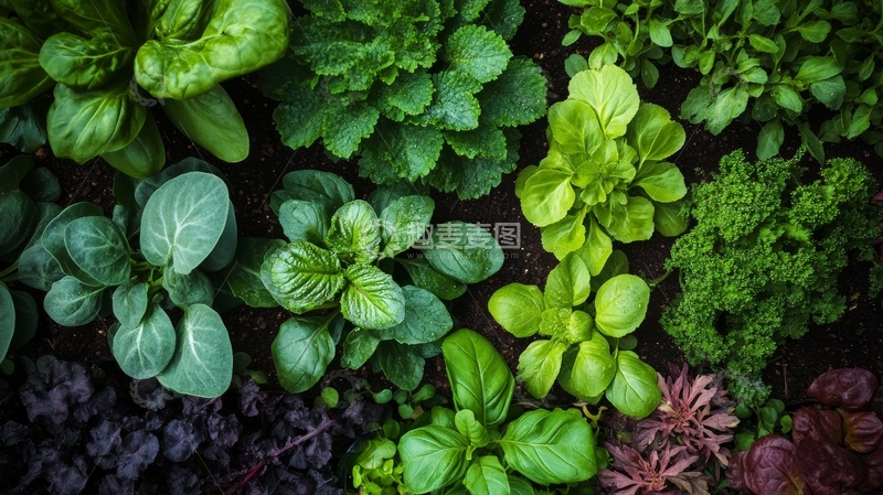 高清大图下载【趣麦麦图】多样绿叶蔬菜的特写