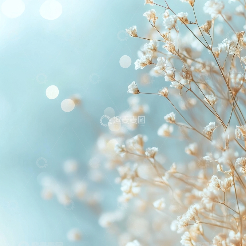 高清大图下载【趣麦麦图】柔和背景上的白色小花