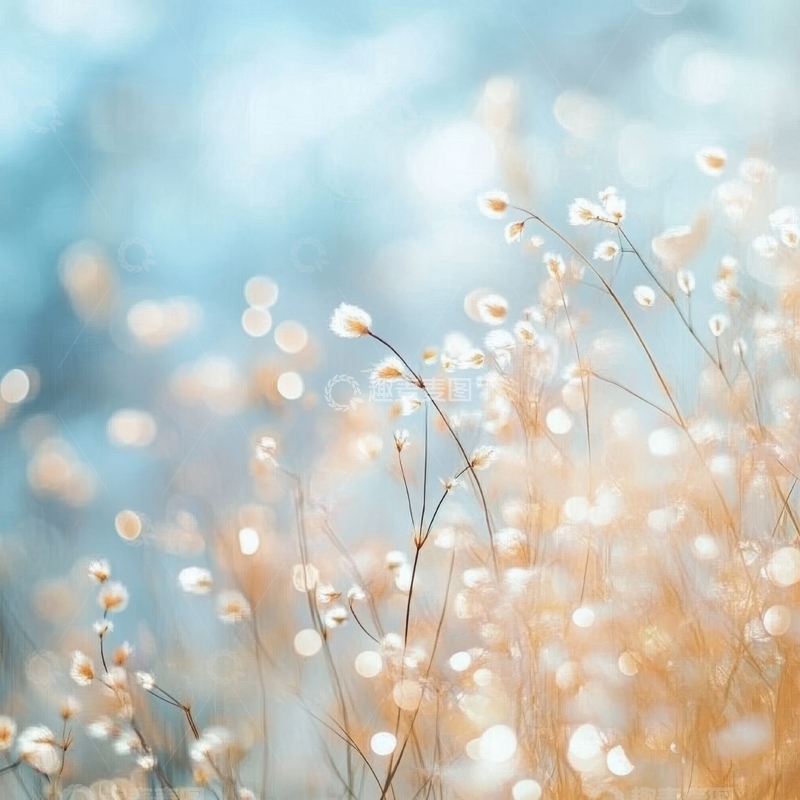 高清大图下载【趣麦麦图】微光下的柔美草花