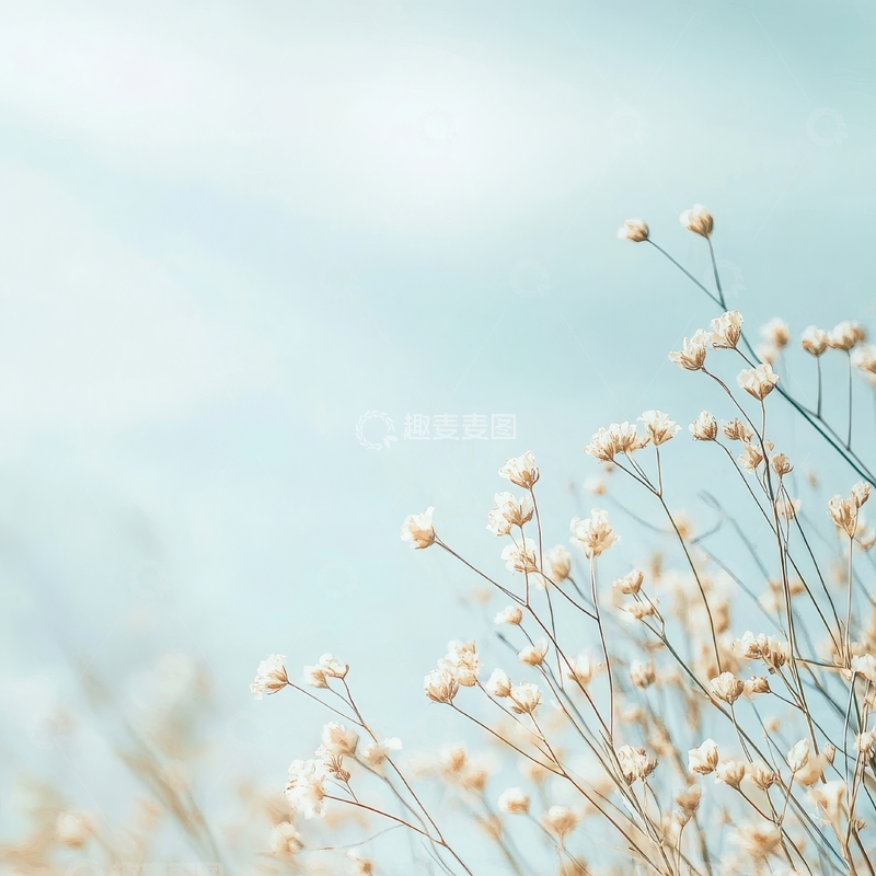 高清大图下载【趣麦麦图】微风中的细小花朵