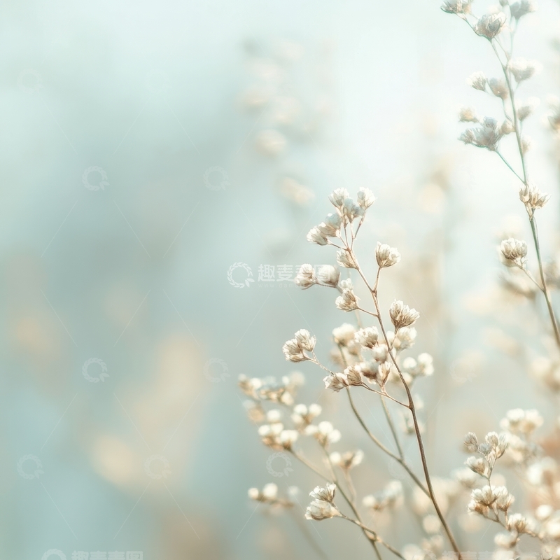 高清大图下载【趣麦麦图】柔和背景下的白色小花