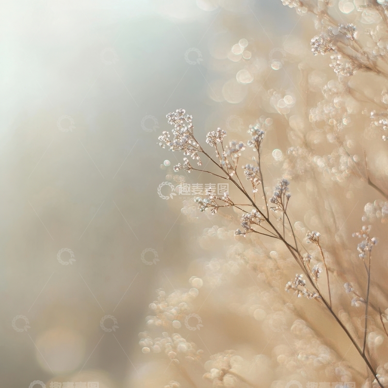 高清大图下载【趣麦麦图】柔和阳光下的细碎花枝