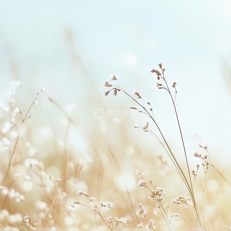 高清大图下载【趣麦麦图】柔和阳光下的细草花