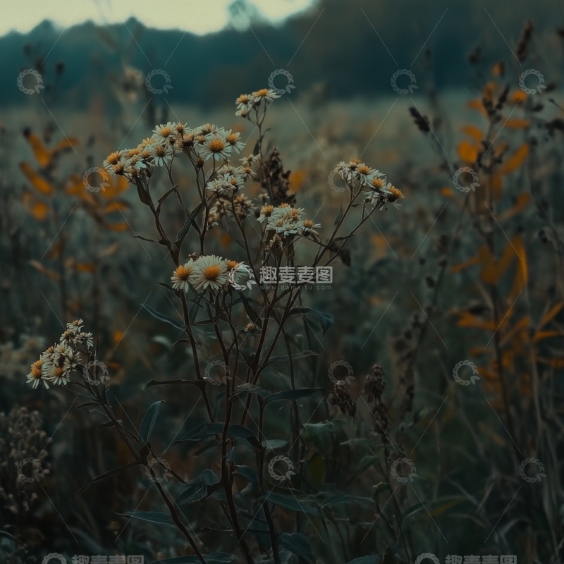 高清大图下载【趣麦麦图】野地里的小花在微风中轻轻摇曳