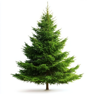 孤立的绿色圣诞树