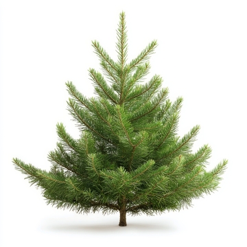 绿色松树孤立在白色背景上