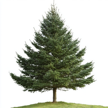 孤立的绿色松树