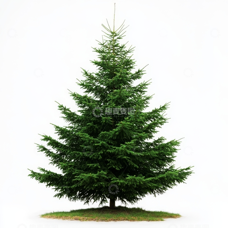 高清大图下载【趣麦麦图】孤立的绿色松树