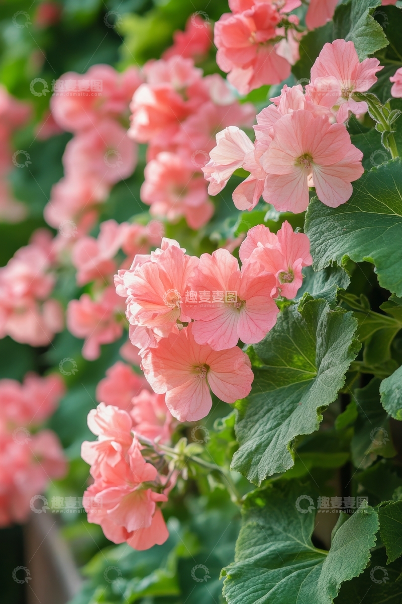 高清大图下载【趣麦麦图】粉色天竺葵花簇在绿叶间绽放