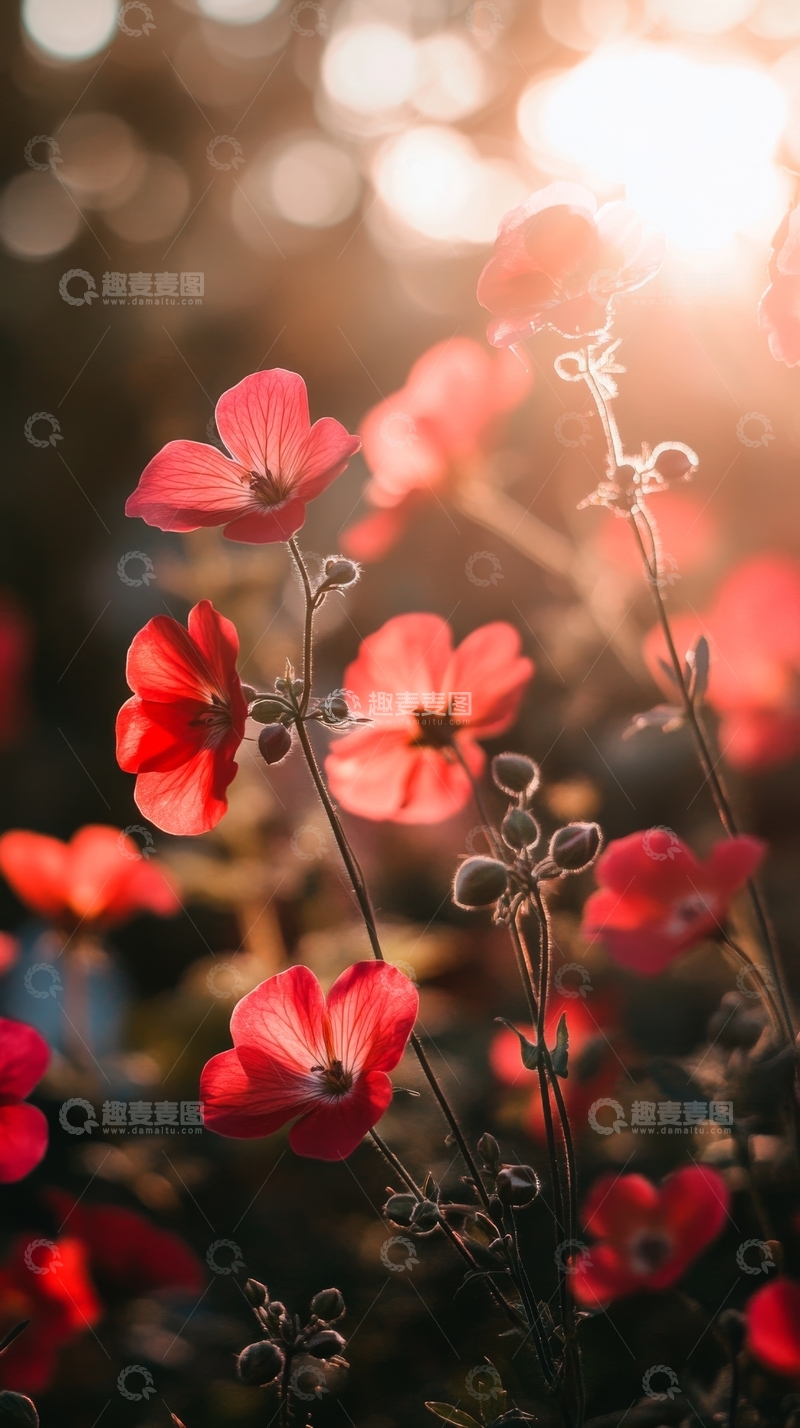 高清大图下载【趣麦麦图】夕阳下的红色花朵