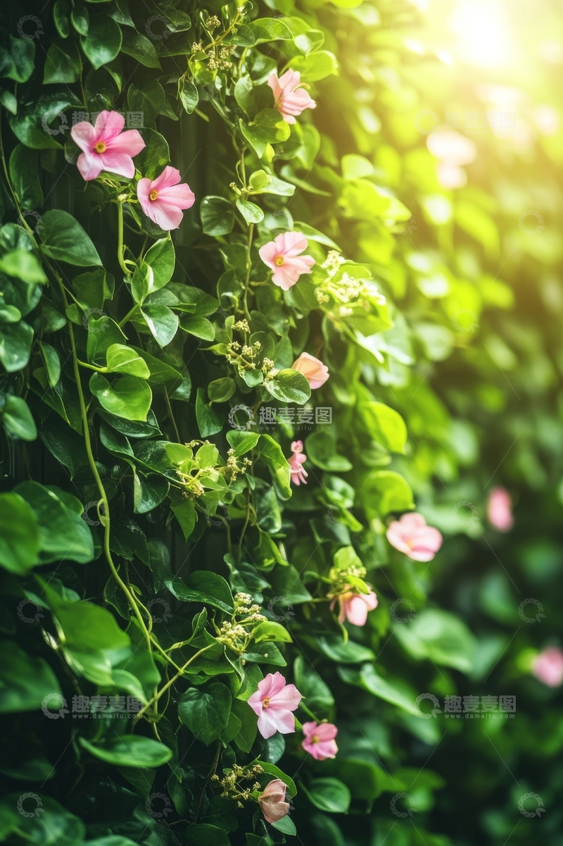 高清大图下载【趣麦麦图】绿叶丛中的粉色花朵