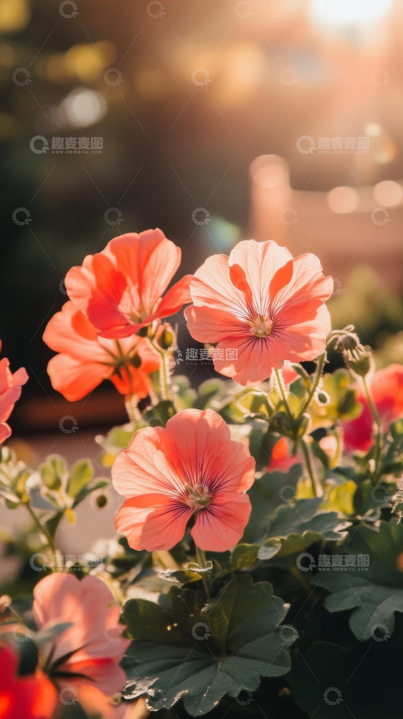 高清大图下载【趣麦麦图】夕阳下的粉红花朵