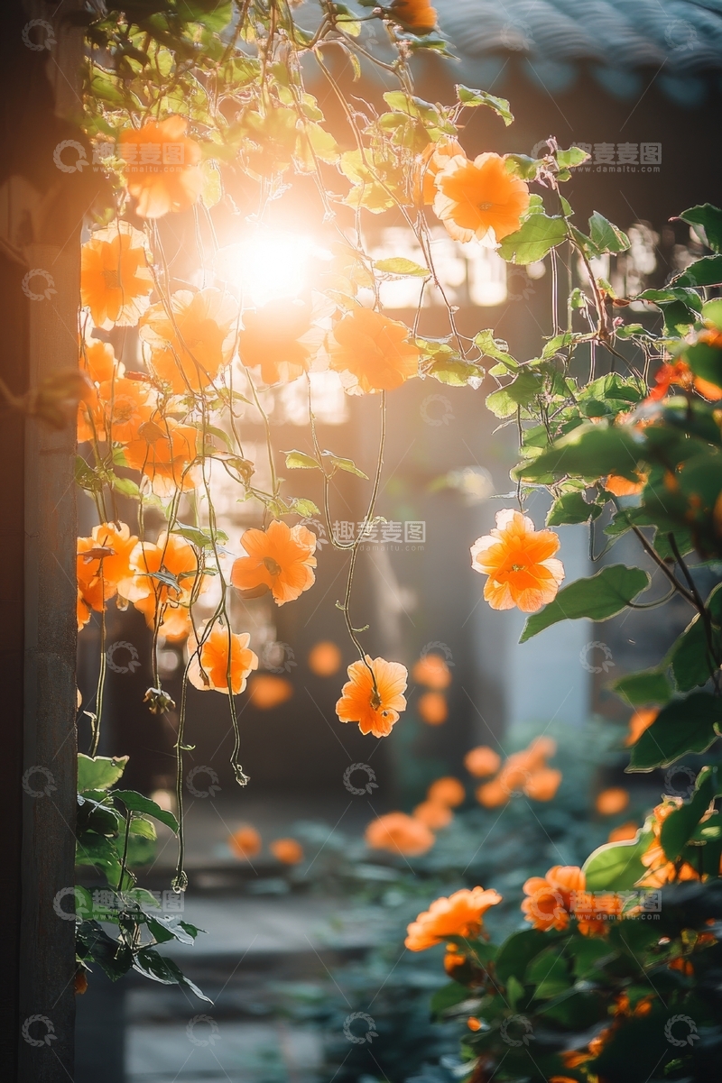 高清大图下载【趣麦麦图】阳光穿透橙色花朵的庭院景象
