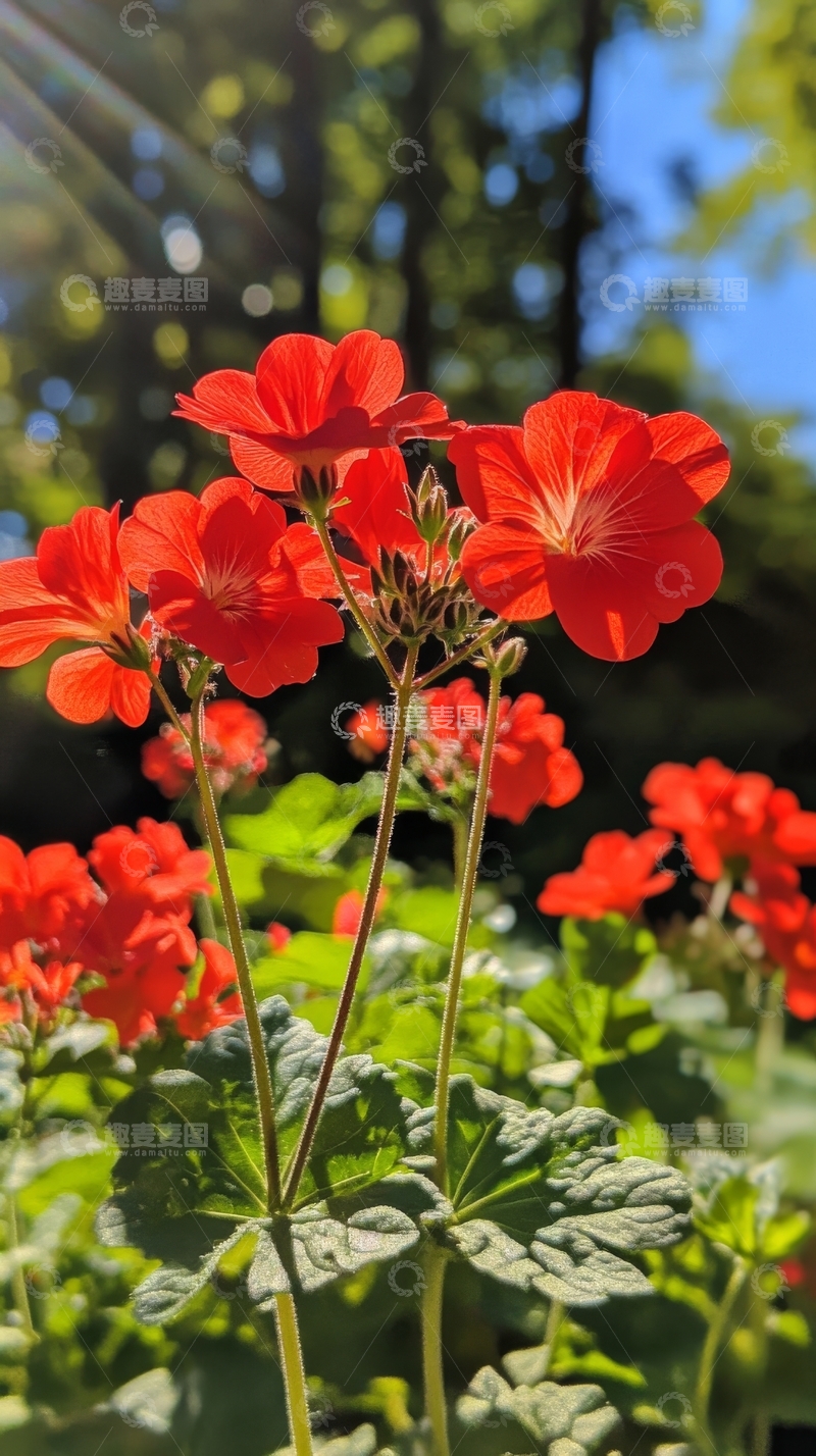 高清大图下载【趣麦麦图】阳光下的红色花朵