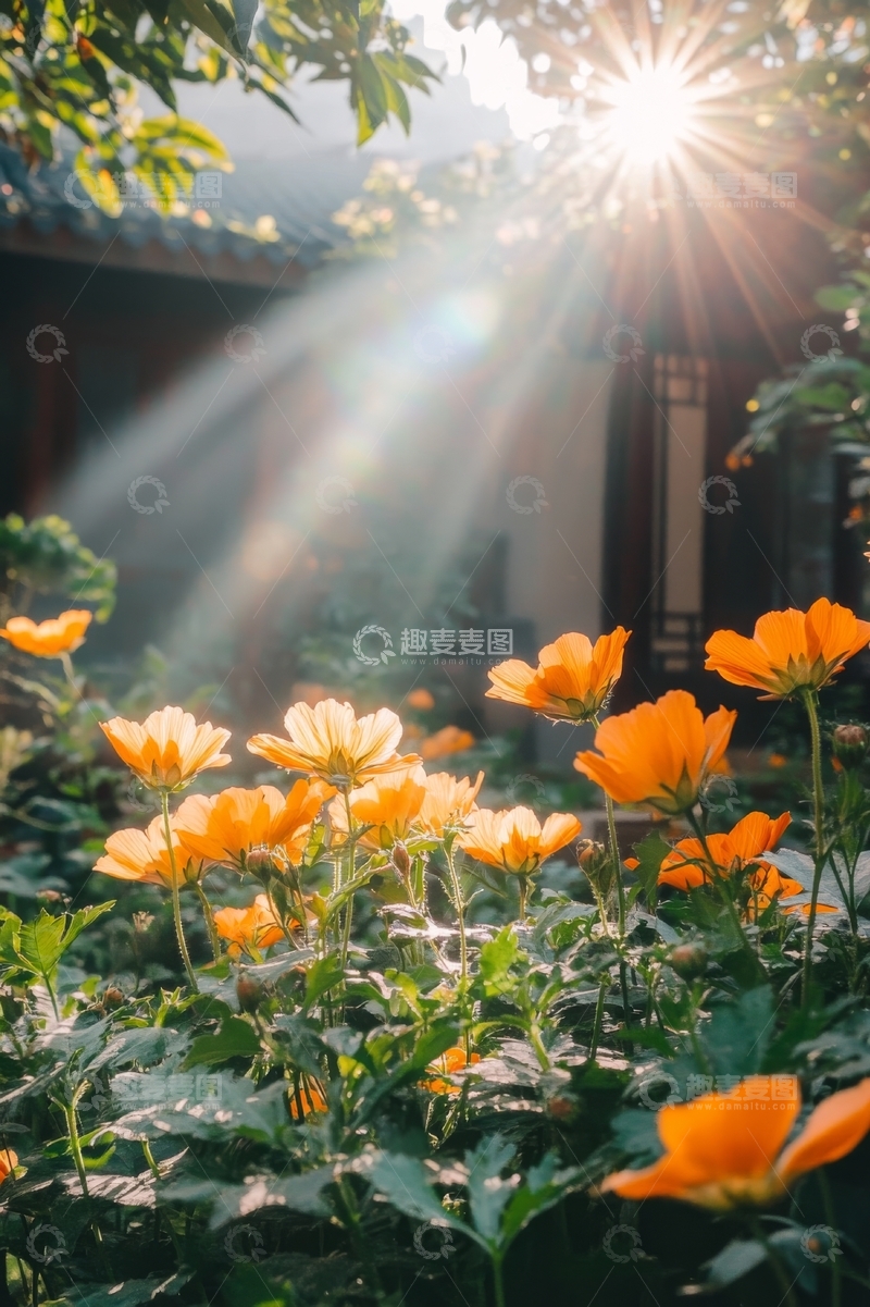 高清大图下载【趣麦麦图】阳光穿透树叶，照耀着橙色花朵