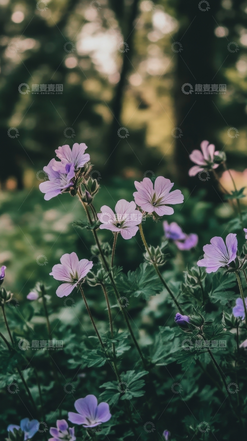 高清大图下载【趣麦麦图】林间紫色小花绽放