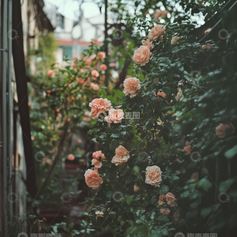 高清大图下载【趣麦麦图】庭院中的粉色玫瑰花丛