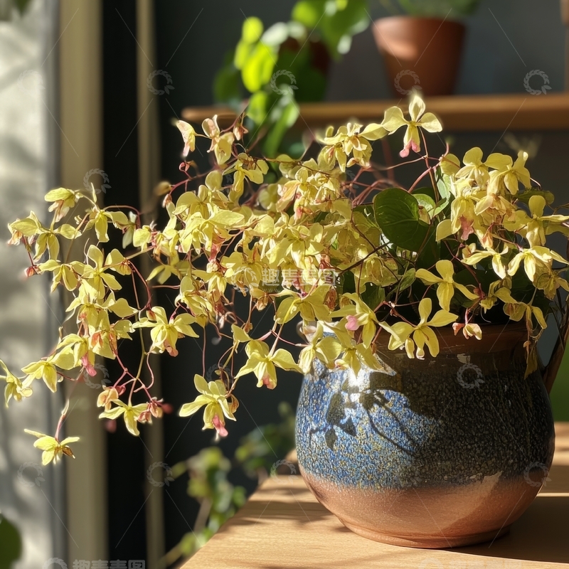 高清大图下载【趣麦麦图】窗边的黄色兰花盆栽