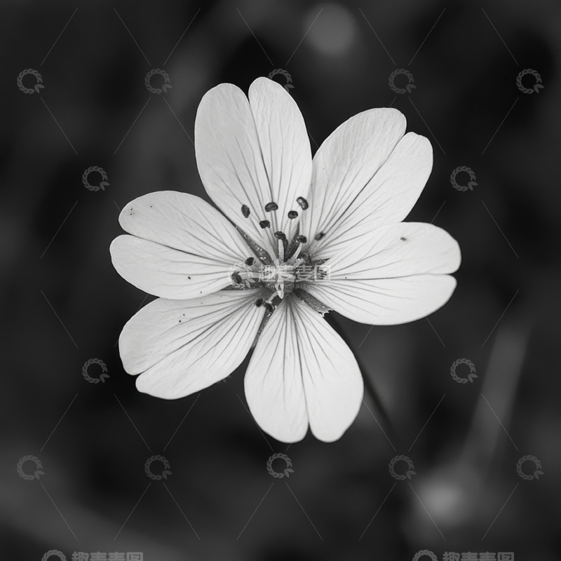 高清大图下载【趣麦麦图】黑白背景下的五瓣花朵