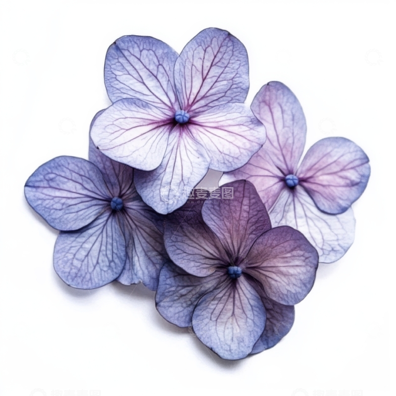 高清大图下载【趣麦麦图】紫色绣球花的特写