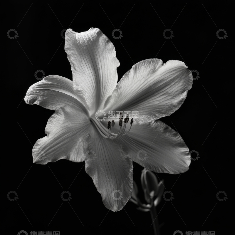 高清大图下载【趣麦麦图】黑白背景下的优雅百合花