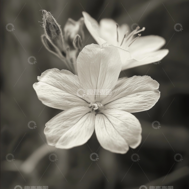 高清大图下载【趣麦麦图】黑白花卉特写，细腻花瓣纹理