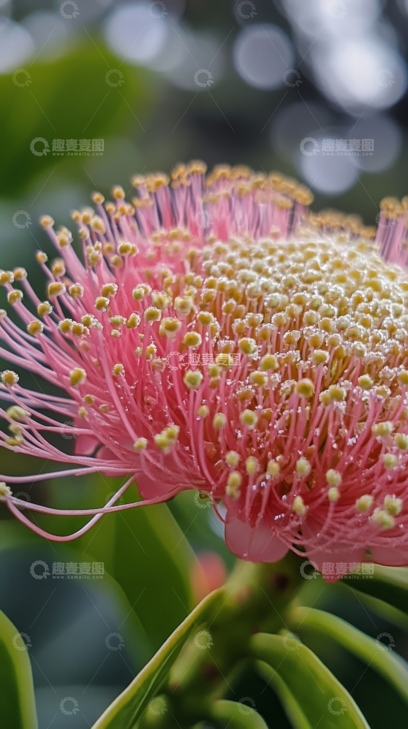 高清大图下载【趣麦麦图】粉色花蕊繁茂的热带花朵