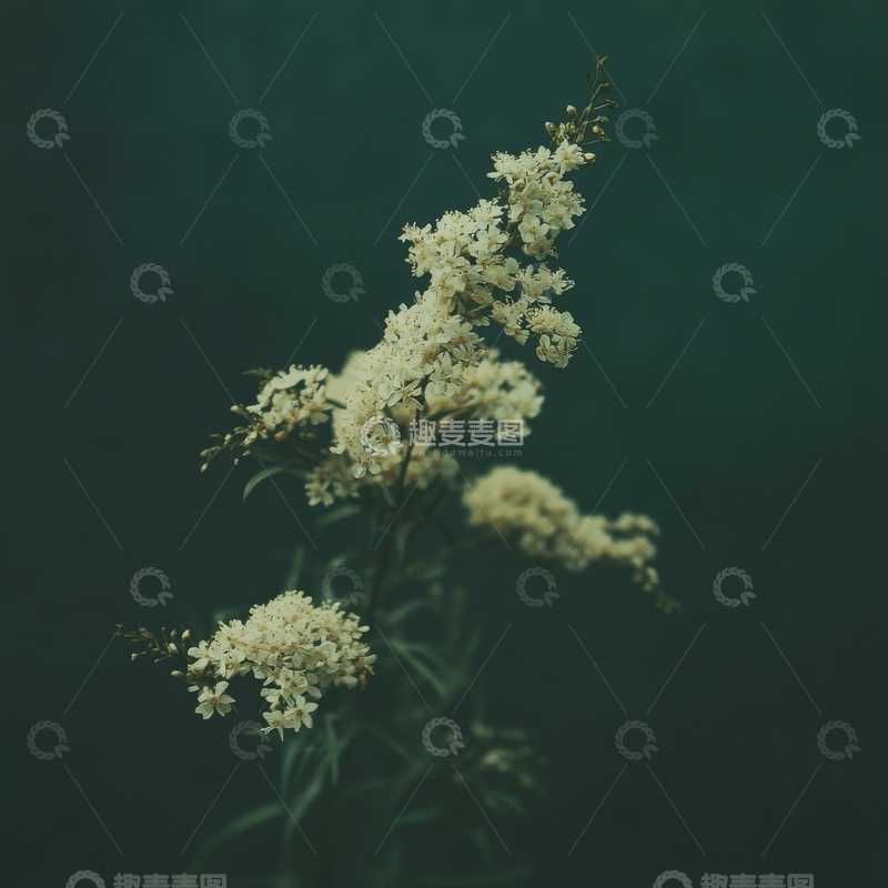 淡雅白色小花在深色背景中绽放