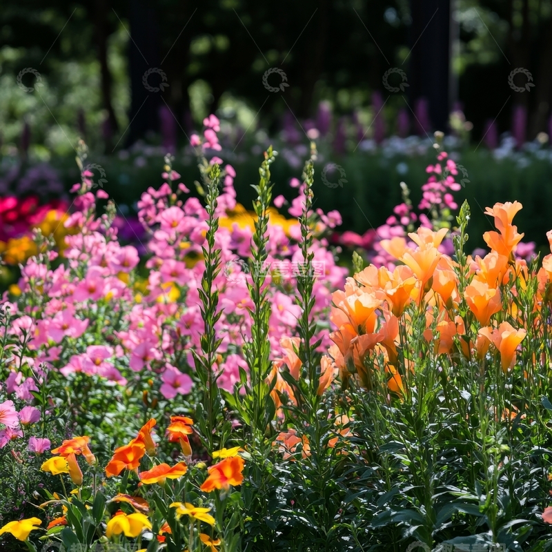 高清大图下载【趣麦麦图】花园中的多彩花卉