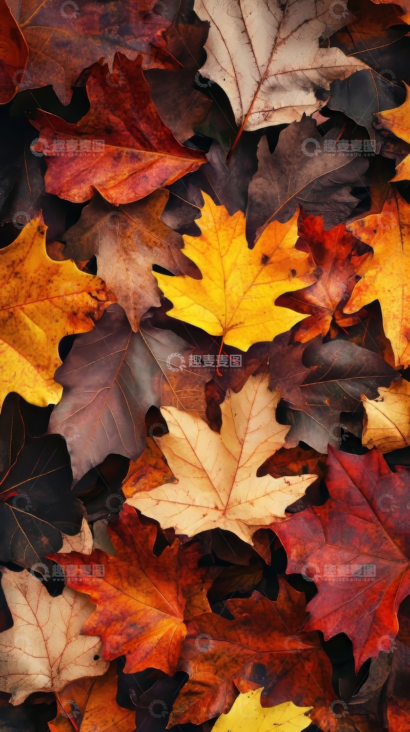 高清大图下载【趣麦麦图】秋日落叶堆叠