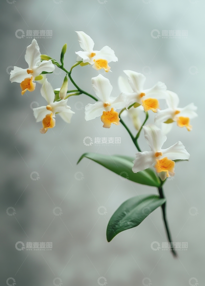 高清大图下载【趣麦麦图】白色兰花枝条，优雅绽放