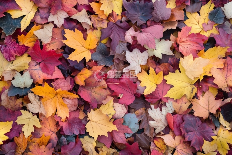 高清大图下载【趣麦麦图】多彩秋季落叶铺满地面