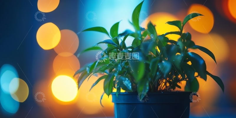高清大图下载【趣麦麦图】室内绿植与温暖灯光