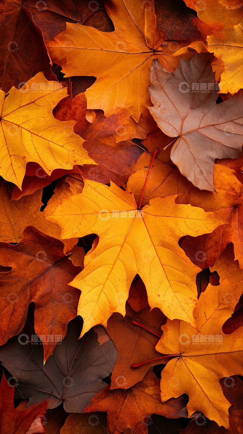高清大图下载【趣麦麦图】秋日落叶堆叠的自然景象