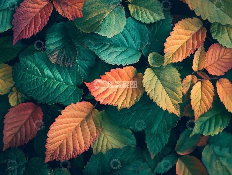 高清大图下载【趣麦麦图】多彩叶片交织的自然景象