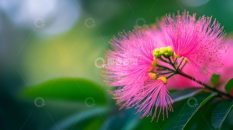 高清大图下载【趣麦麦图】粉红色绒毛状花朵特写