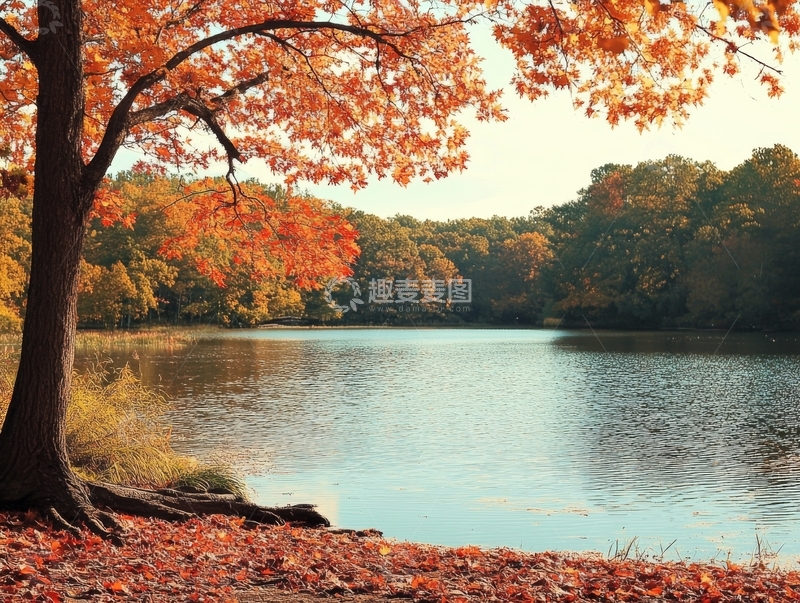 秋日湖畔，红叶映水