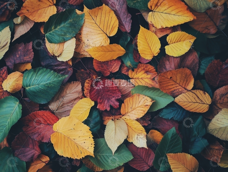 高清大图下载【趣麦麦图】多彩秋叶铺满地面