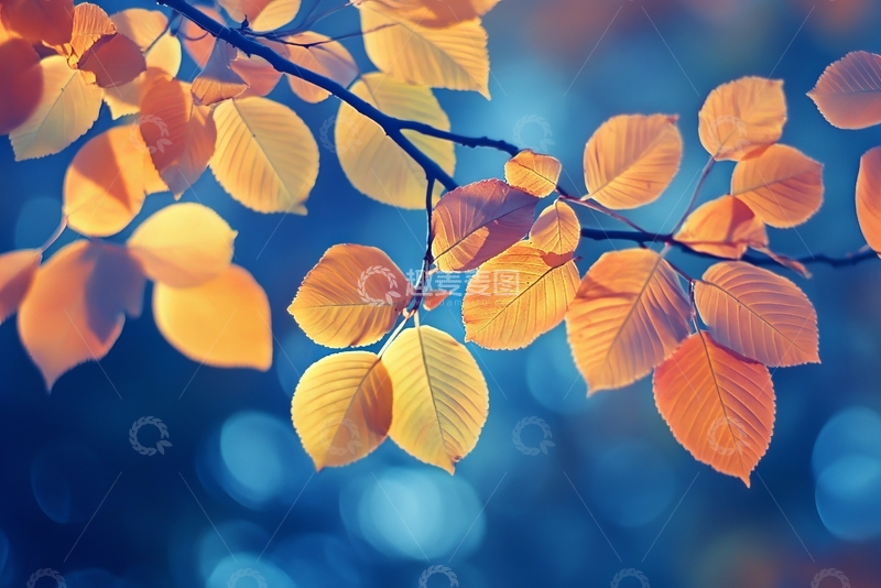 高清大图下载【趣麦麦图】秋日枝头的金黄叶片