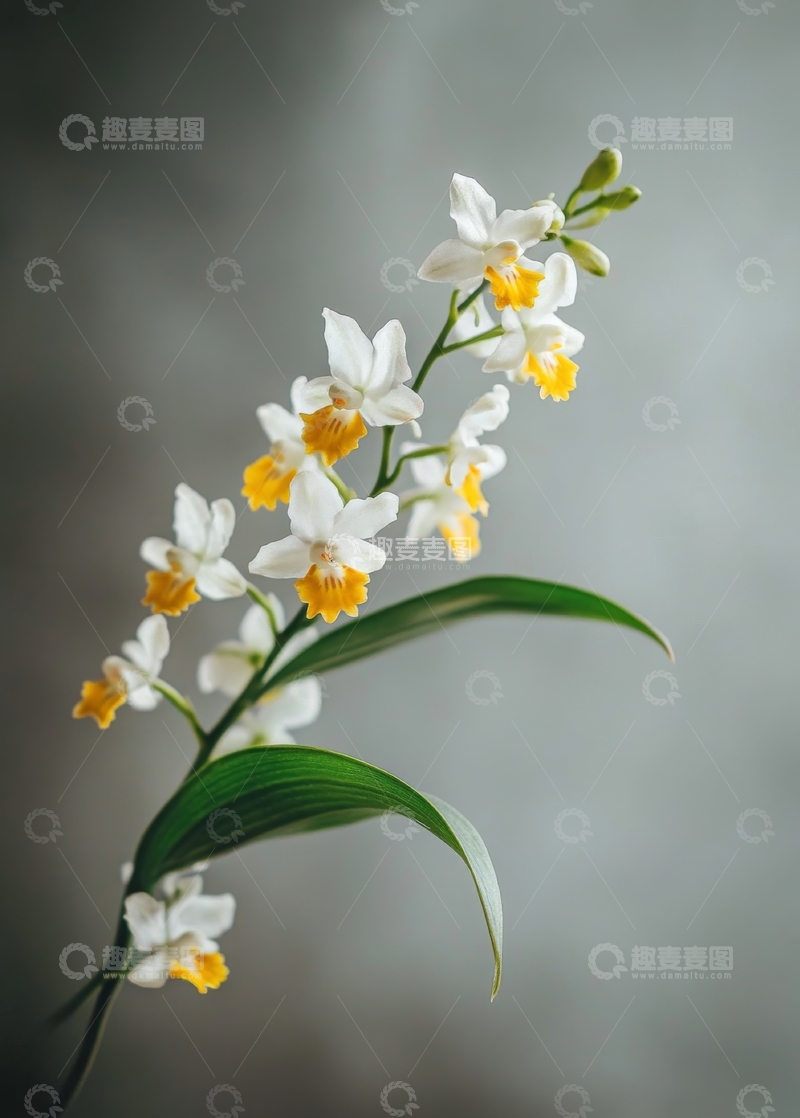 高清大图下载【趣麦麦图】白色兰花枝条的优雅特写