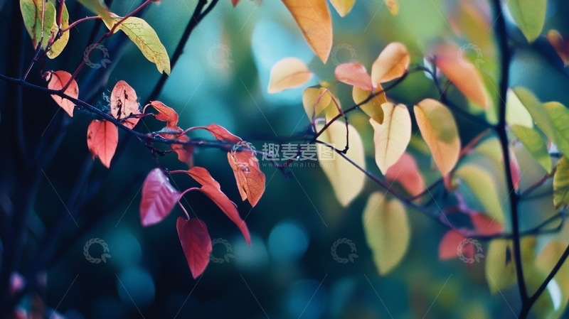 高清大图下载【趣麦麦图】秋日枝头的多彩叶片