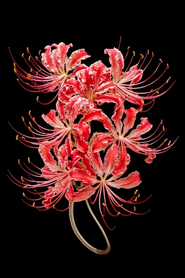 红色彼岸花簇在黑色背景下的特写