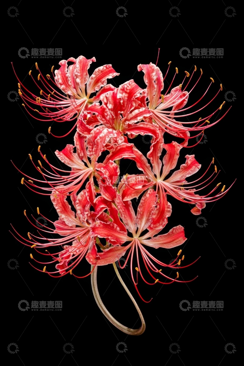 高清大图下载【趣麦麦图】红色彼岸花簇在黑色背景下的特写