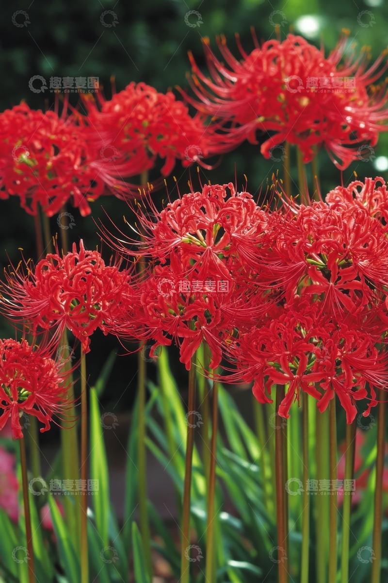 高清大图下载【趣麦麦图】红色彼岸花簇在绿叶间绽放