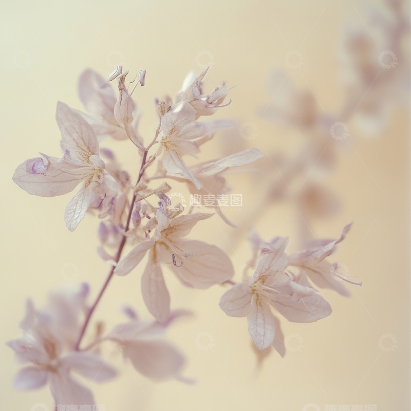 高清大图下载【趣麦麦图】淡雅花卉枝条特写
